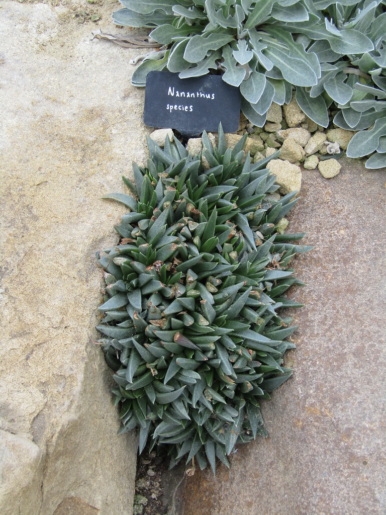 Nananthus species
