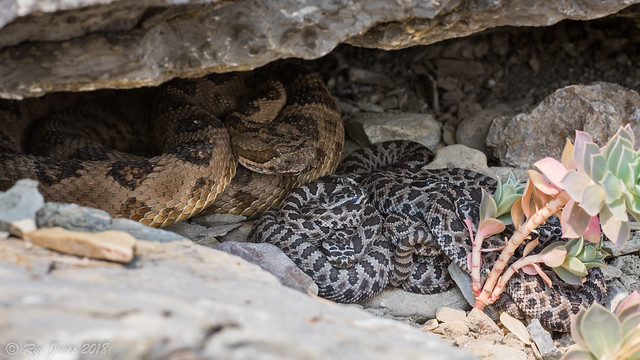 Great Basin Rattlesnake-Crotalus oreganus lutosus