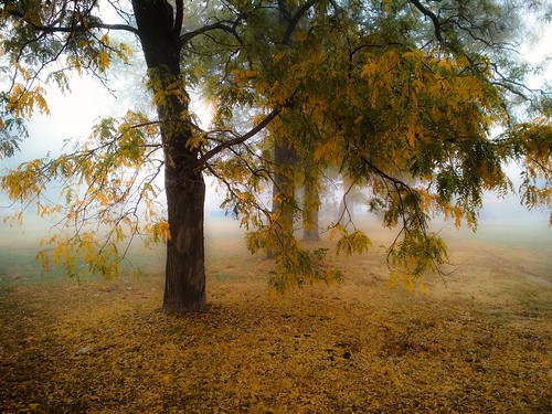 autumn colors nature landscape trees maxtuguese outdoor photographer flickr