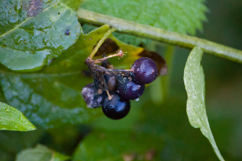 Black nightshade berries
