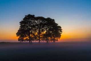 Five Trees at Sunset No. 6 - Upper Franconia, Germany