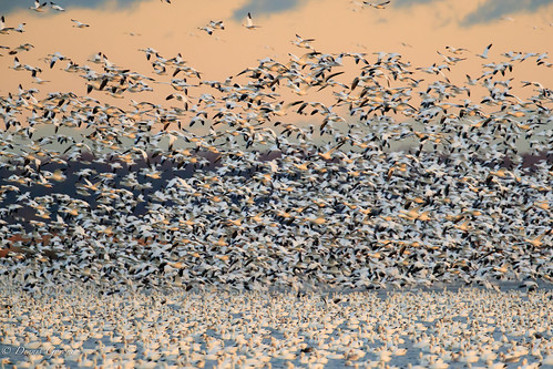 action autumn background bird bombayhook delaware fall flight landscape snowgeese sunrise water wildlife smyrna unitedstates us