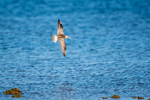 Bar-Tailed Godwit in flight.