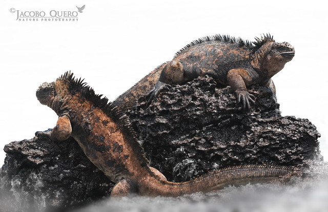 Iguana marina de las galápagos/ Marine iguana (Amblyrhynchus cristatus)