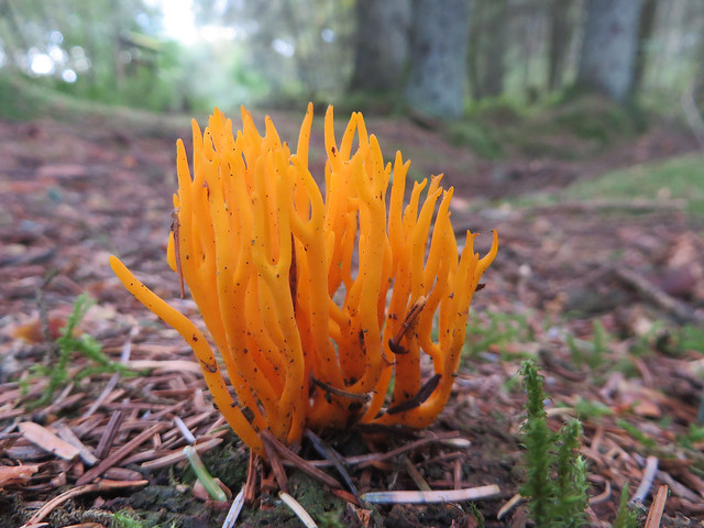 Jelly antler fungus (Calocera viscosa), Eskrigg Nature Reserve, Lockerbie