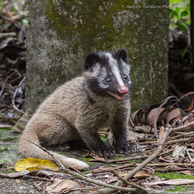 Paguma larvata - Masked Palm Civet