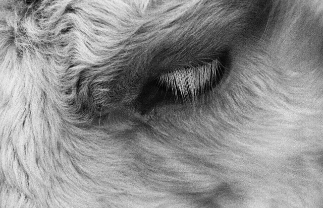 « Les yeux d’un animal ont le pouvoir de parler un merveilleux langage... ».                             Martin Buber