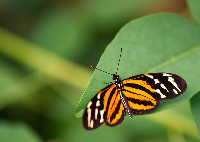 Disturbed Tigerwing Butterfly