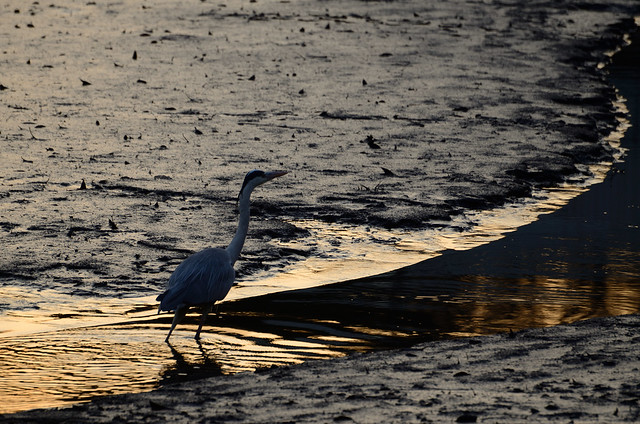 Grey Heron Walking on Exposed Bottom of Pond in Inokashira Park