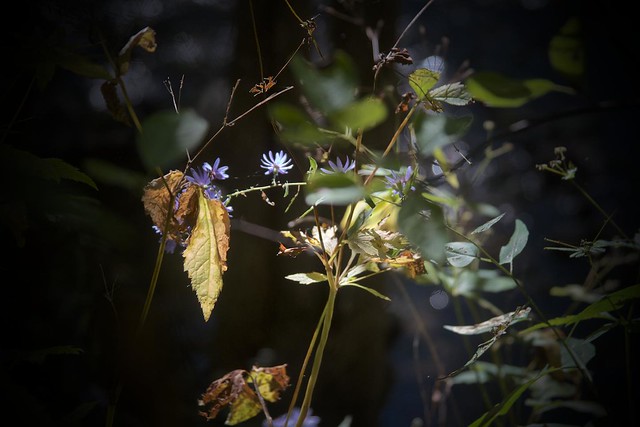 leaves, wind, river's light, 9-29-18