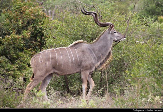 Greater Kudu, Kruger NP, South Africa