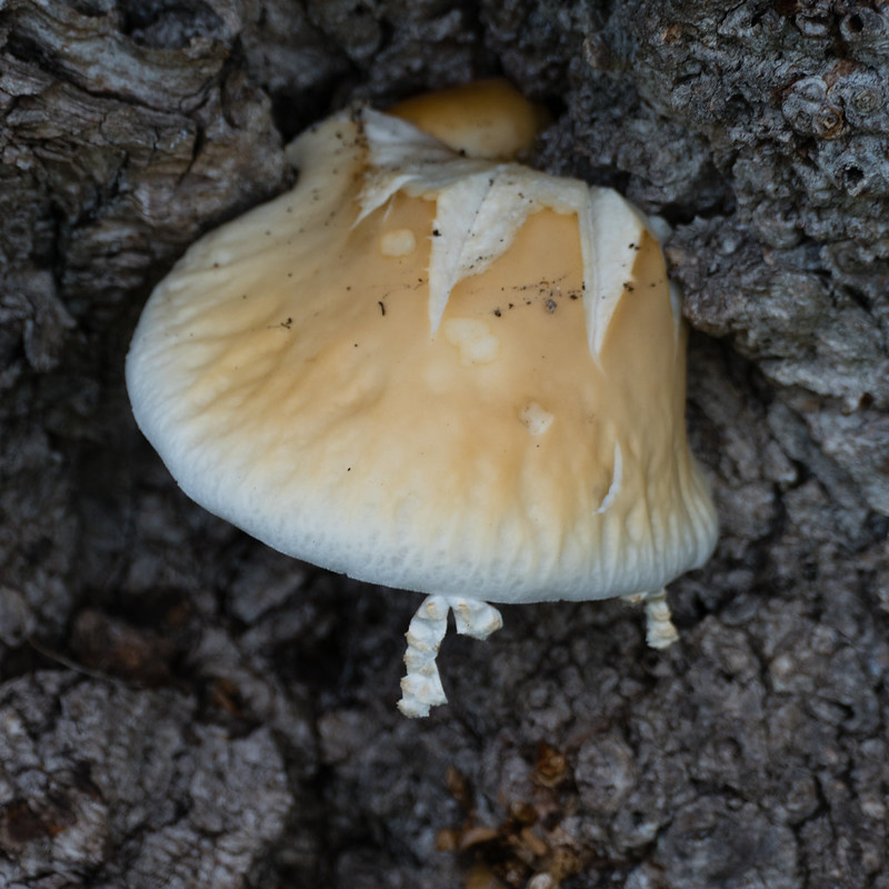 Branched Oyster mushroom on poplar, Halls Croft garden