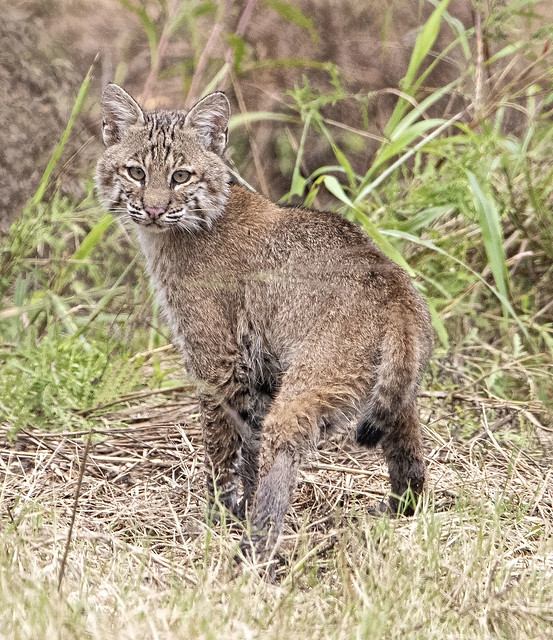 Bobcat, Juvenile