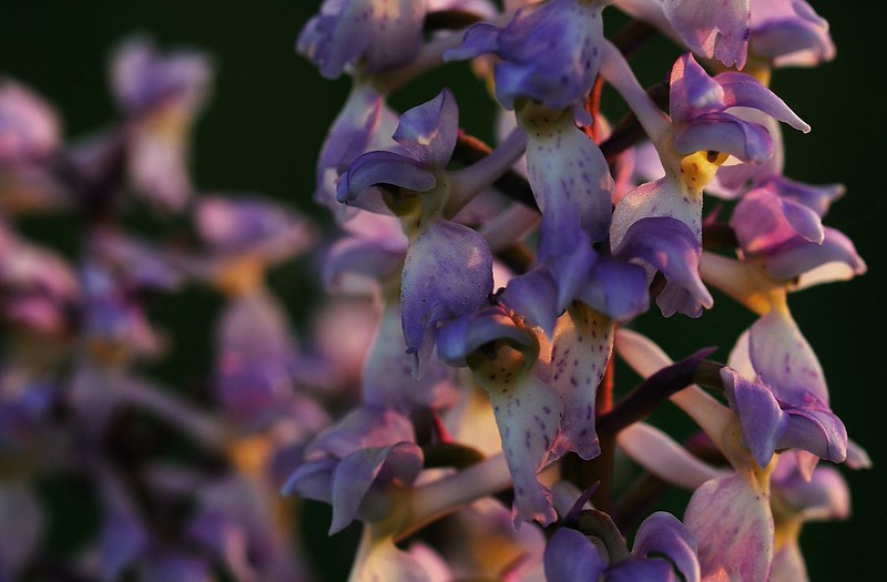 20180528-212F | Manns-Knabenkraut (Orchis mascula) auf Stora Karlsö. Gotland/Schweden, 28.05.2018