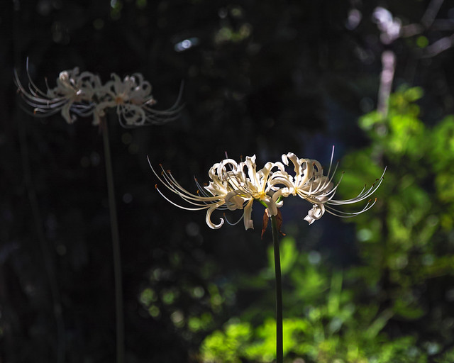 Spider lilies
