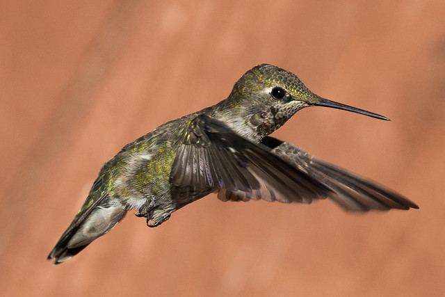 Anna's hummingbird 🇨🇦