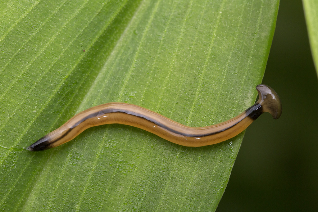 _Z2A1494 Bipalium hammerhead flatworm | Bipalium vagum | budak | Flickr