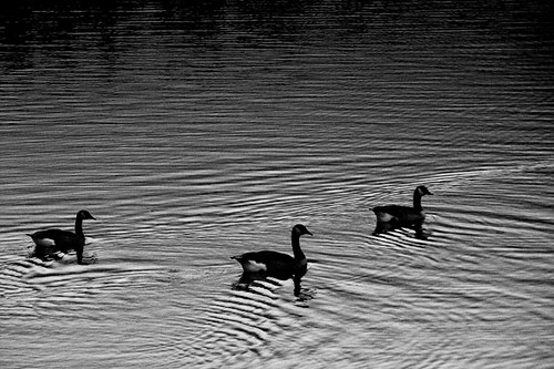 Three Geese by Brian Auer, Three Canadian geese swimming in open water near sunset.

To see how this photo was created, visit t