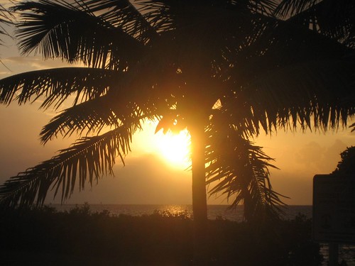 sunrise florida palmtrees homestead bayfrontpark