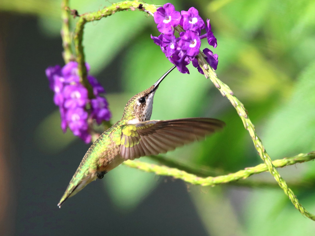 RUBY-THROATED HUMMINGBIRD - My friend Tinkerbell sips nectar from the Porterweed flowers in the backyard, Winter Haven, Florida
