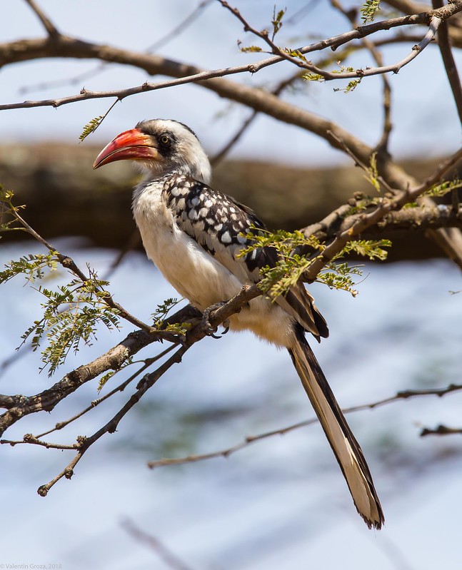 Serengeti_17sep18_16_Northern Red-billed Hornbill_