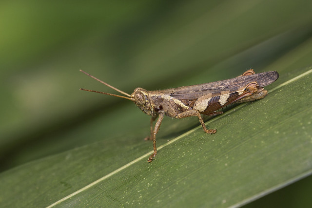 _Z2A1079 Xenocatantops humilis grasshopper