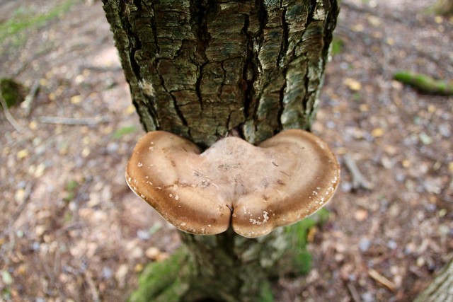 Butterfly shaped mushroom