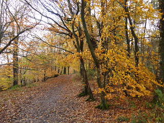 Beech colour, Leith Hill Holmwood to Shamley Green walk