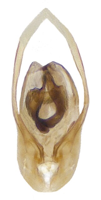 Carpelimus pusillus (Gravenhorst, 1802) Genital