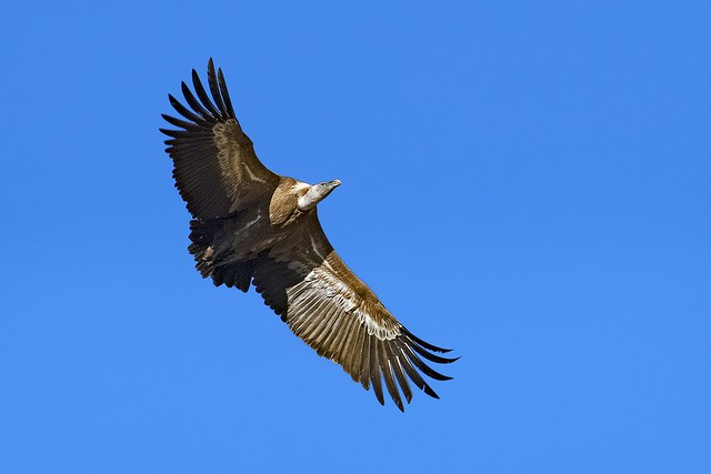 Grifone - Griffon vulture