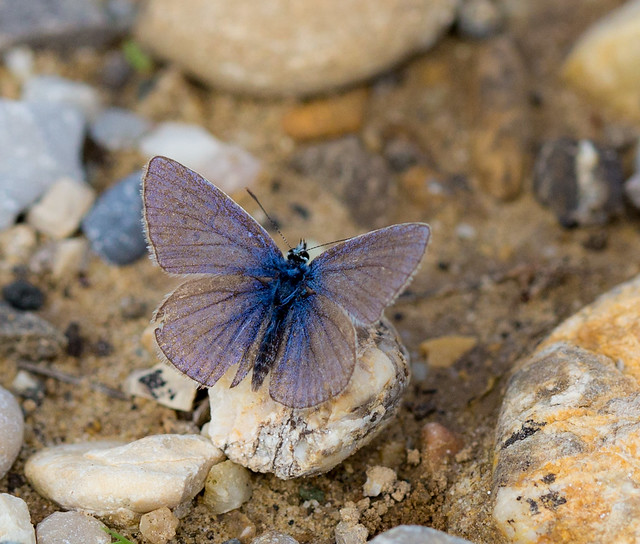 Common Blue Butterfly 2