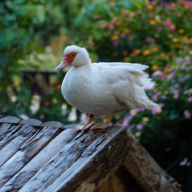 Muscovy duck taking a shower: Cassis