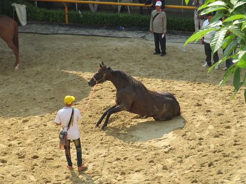 ロイヤルバンコクスポーツクラブの装鞍所で座り込む馬