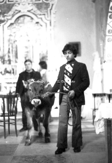 Cerchiara di Calabria (CS), 1974, Pellegrinaggio e festa della Madonna delle Armi.