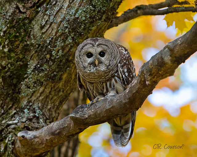 Fall Barred Owl