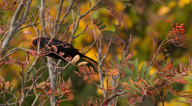 Blackbird feasting on sorbus berries
