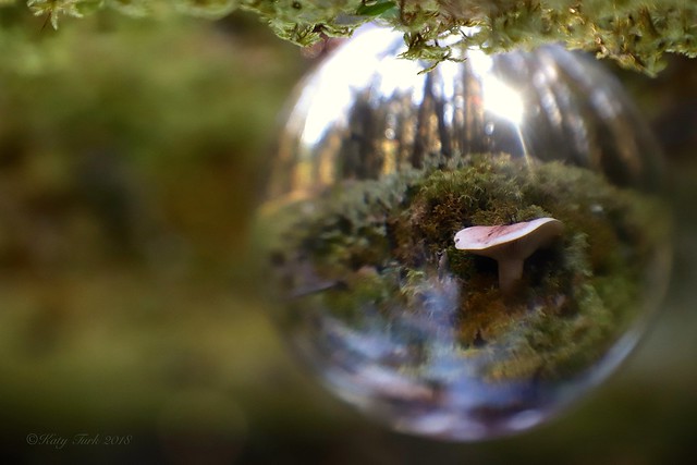 Mushroom in Crystal