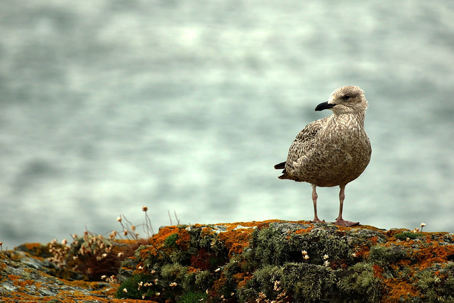 Young seagull on Welsh coastal cliffs