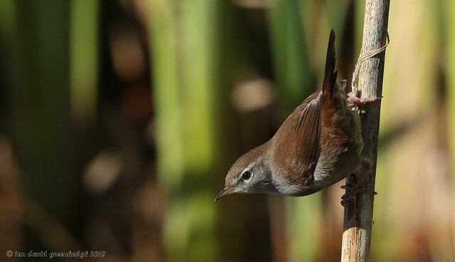 18ig6882 Cetti's Warbler
