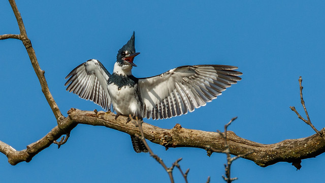 belted kingfisher 0895