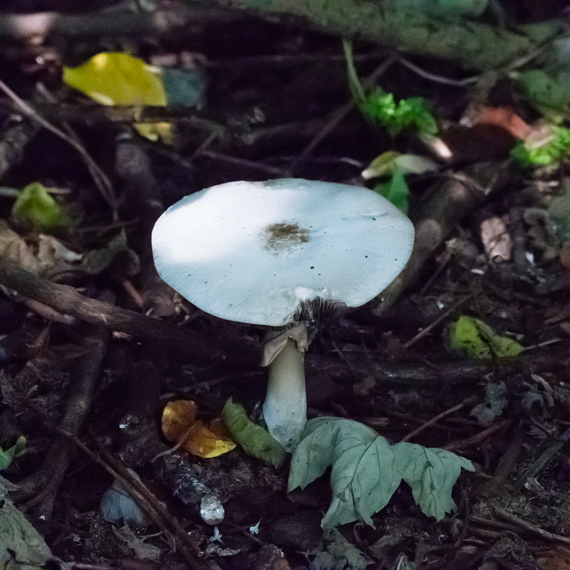 Wood mushrooms, Railway Walk