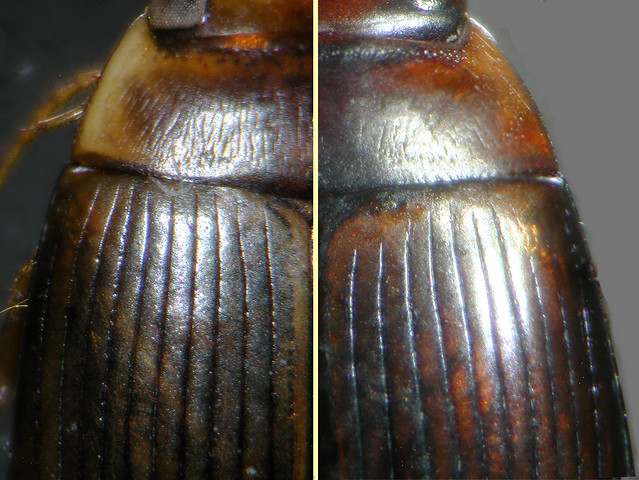 Copelatus amazonicus Régimbart, 1889:391. Female (left) and male (right), pronotum and elytron, details