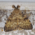 Schwammspinner (Gypsy Moth, Lymantria dispar), Männchen