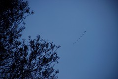 Línea de pájaros - Line of birds