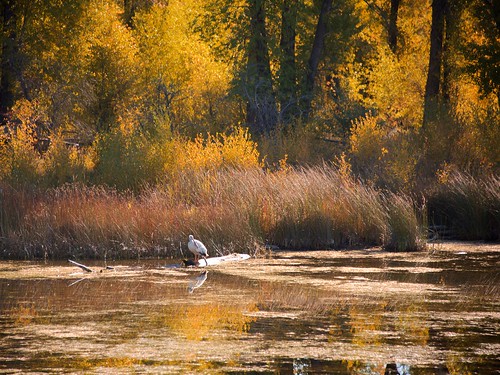 colorado us craig yampariver yampa pelican bird water autumn fall golden foliage reflection nature wild trees forest aspen americanwhitepelican pelecanuserythrorhynchos