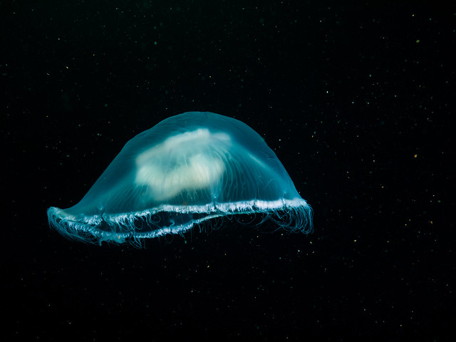 Moon Jellyfish Sailing Through The Universe