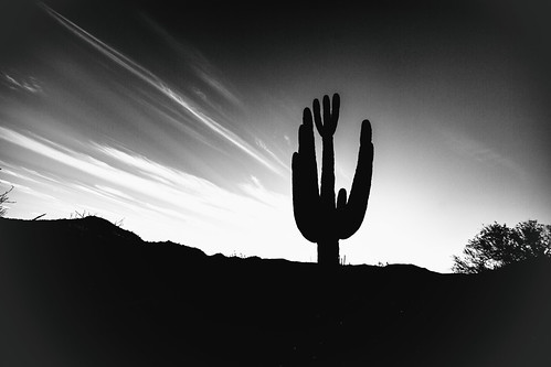 america arizona bartlettlake cavecreek saguaro tontonationalforest usa unitedstates unitedstatesofamerica yellowcliffs bw cacti cactus desert silhouette sunset rioverde us fav10 fav25