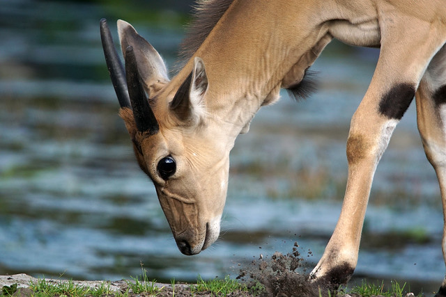 Antilope - Safaripark Stukenbrock