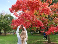 Fall in the Public Garden - everyone's favorite tree