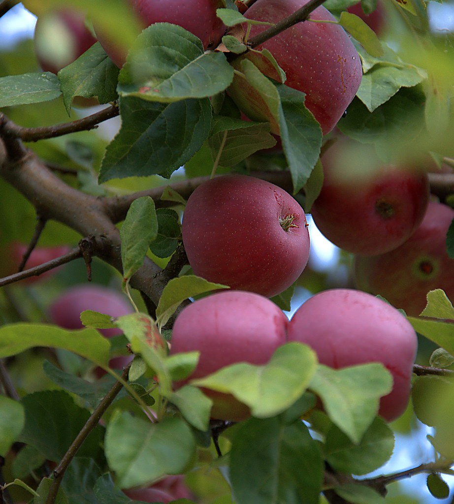 Apple Tree | Ready to pick . . . Looks like Gala Apples to m… | Flickr